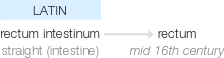 Ety img rectum.png