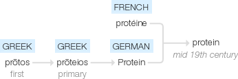 Ety img protein.png