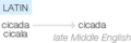 Ety img cicada.png